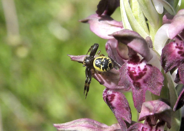 Synema globosum